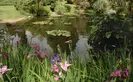 Pink and purple irises grow next to lily ponds
