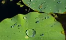 Water drops collect on top of lily pads