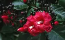 pink-red trumpet blooms of lipstick vine