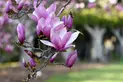 Chinese Magnolia 