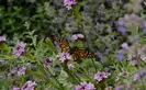 Monarch butterfly lands on purple verbena lilacina de la mina