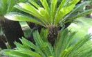 Two short cycads 