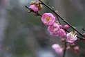 Japanese Apricot Blossom
