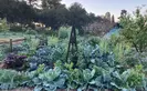 Ranch Garden vegetables