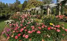 Overview of blooming Rose Garden