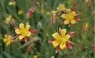yellow and red columbine flowers