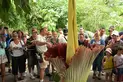 Visitors gather to smell the Corpse Flower’s foul stench during the August 2018 bloom.