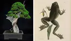 Left: California juniper (Juniperus californica), moyogi or informal upright style bonsai, estimated age of original plant material: 1,000 years. Collected from Jawbone Canyon, Mojave Desert, in 2002, grafted in 2006, and styled by Tak Shimazu, displayed in Keizan Tokoname pot from Japan, donated by the Bergstein Family. Photo by Andrew Mitchell. Right: Mark Catesby, Bull Frog (Rana maxima), Natural History of Carolina, Florida and the Bahama Islands, 1743. The Huntington Library, Art Museum, and Botanica