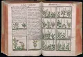 Bernardino de Sahagún (1499–1590) and indigenous artists and scribes, description and illustration of Mexican medicinal herbs in the Historia General de las Cosas de la Nueva España, (General History of the Things of New Spain), also known as the Florentine Codex, ca. 1577, ink and color on paper, Biblioteca Medicea Laurenziana, Florence Ms. Med. Laur. Palat. 220. Reproduced with permission of MiBACT.