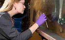 Conservator removing discolored varnish with small swabs