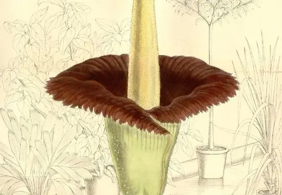 drawing of corpse flower, Curtis Magazine