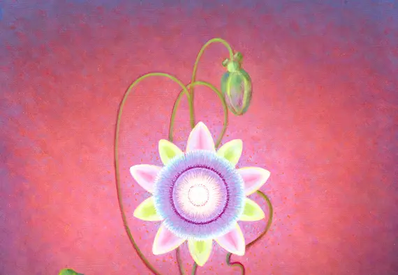 A stylized painting of a passion flower vine in bloom, on a pink and purple background.