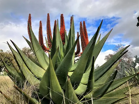 A large aloe plant with red inflorescence.