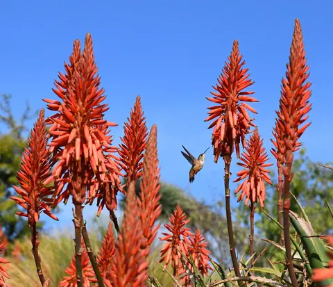 A hummingbird sits on the flower stem of a blooming aloe plant.
