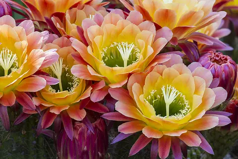 A cluster of multicolored flowers with layers of petals that start green at the center, then yellow that shifts to pink.