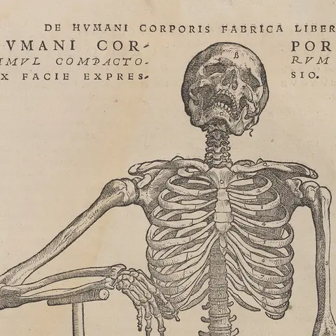 Detail image of a human skeleton, including the head, torso and upper arms.