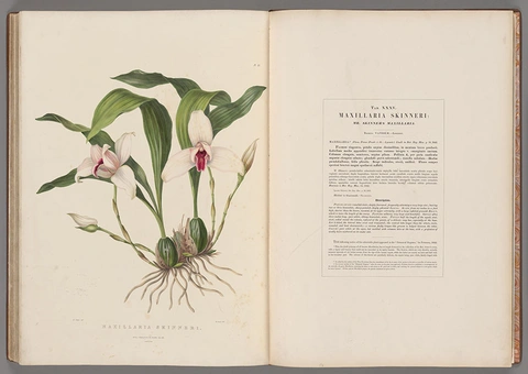 A book open to drawing of an orchid (left) and text on the right.