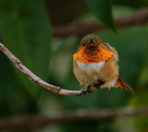 A hummingbird sits on a small branch.