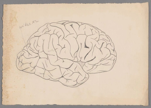 Side pencil drawing of a brain.