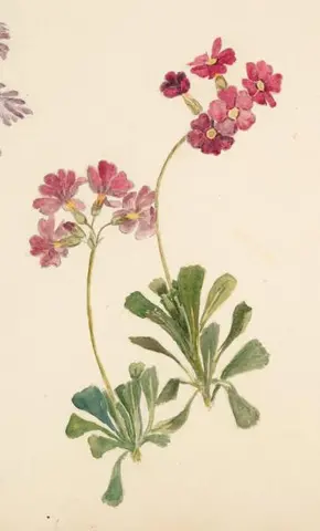 Sierra Primrose (scientific name: Primula)