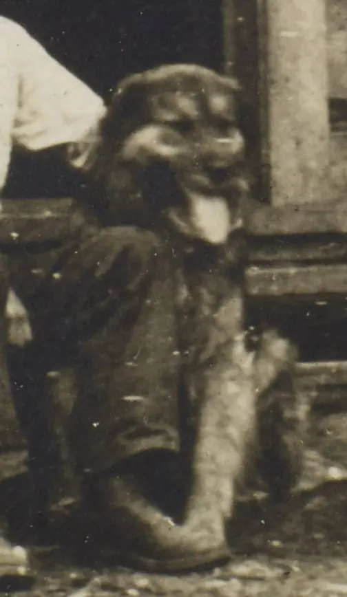 Sepia photo of a large dog with tan and black markings. A person's arm rests on the dog.