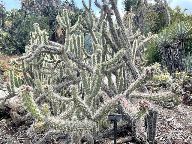 Cylindropuntia munzii