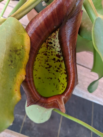 Nepenthes truncata