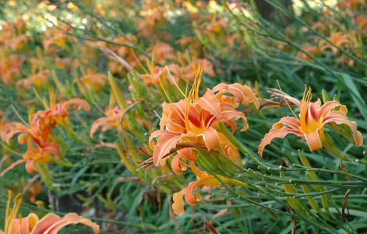 Hemerocallis (Lily). The Huntington Library, Art Museum, and Botanical Gardens.
