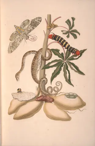 Plate 5 in Metamorphosis insectorum Surinamensium, Maria Sibylla Merian, 1730, printed book. The Huntington Library, Art Museum, and Botanical Gardens. 145365.