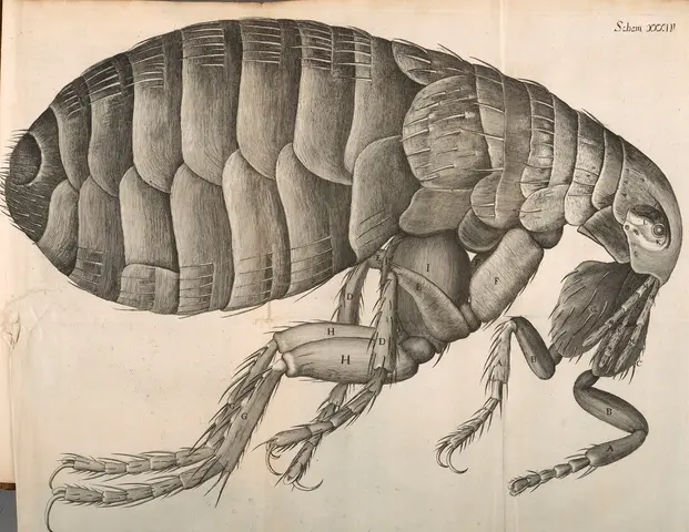 Scheme 34 in Micrographia, Robert Hooke, 1665, printed book. Mount Wilson Observatory Collection. The Huntington Library, Art Museum, and Botanical Gardens.  487000:0930.