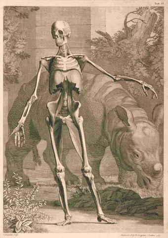 Table 4 in in Tabulae sceleti et musculorum corporis human (Tables of the skeleton and muscles of the human body), Bernard Siegfried Albinus, Jan Wandelaar, 1747, printed book. The Huntington Library, Art Museum, and Botanical Gardens. 621844.	