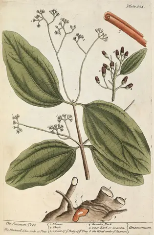 "Cinamon Tree - Cinamomum" in A curious herbal Volume I, Elizabeth Blackwell, 1739, printed book. The Huntington Library, Art Museum, and Botanical Gardens. 270004 v.2.