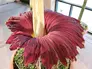 Deep red blooming Corpse Flower.