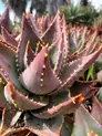 Succulent plant with reddish green leaves. The leaves have yellow spine-like growths on the edges and on the back.