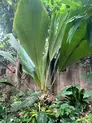 Plant with large green vertical leaves grows in front of a concrete wall. The plant is surrounded by shorter dark plants.