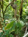 Plant with its roots attached to a branch. The plant is growing downward.