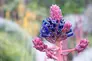 Puya with a pink stem and pink and blue flowers. 