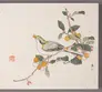 Woodblock print featuring a black and white bird sitting on a fruiting branch and eating a small orange fruit. 