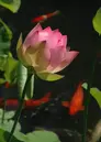 A pink lotus flower with fish swimming in the background.
