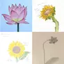 Four illustrations of flowers in a grid.