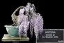 A bonsai wisteria with drooping purple flowers against a black background.