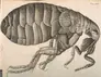 Printed illustration of a flea.