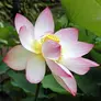 Lily blossom sprinkled with water droplets