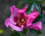 A lavender/purple 'Raspberry Kiss' rose with yellow waxy stigma and stamens viewable in the middle.