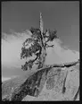 Black-and-white photo of a tree on the top of a rocky cliff.