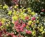 Sunlit flowers of yellow and reddish-pink.