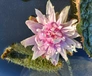 A large pink lily flower near green leaves in water.