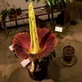 Corpse Flower