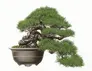 Asuka Hishiki's drawing of Black Pine Half-Cascade-Style Bonsai