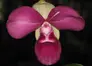 Pink orchid